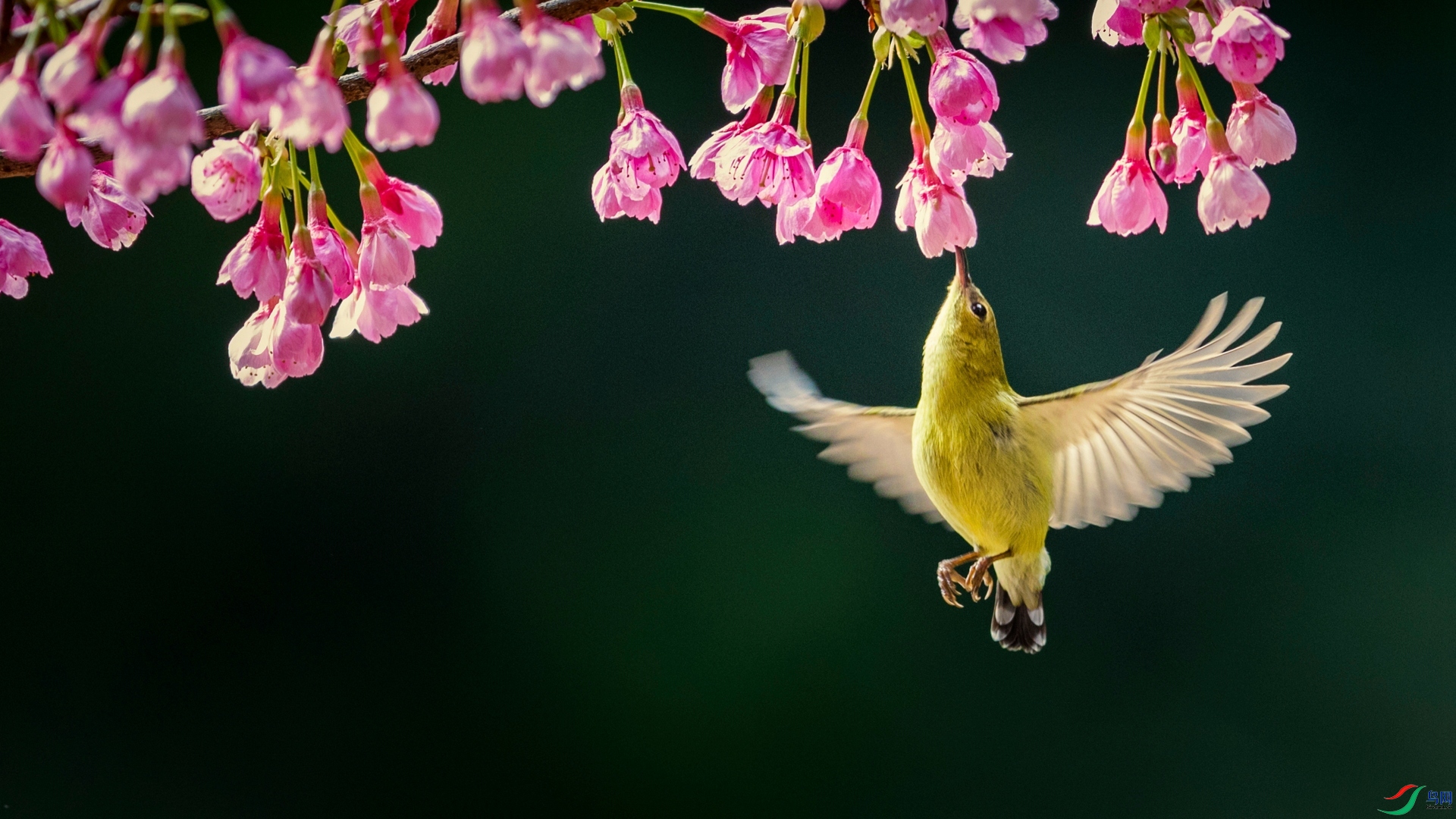 �����ۡ���2018̩���ʼ���Ӱѧ��Ѳ������ PSM���ƣ�RPST������ɫ�����飩��RPSTͭ�ƣ�SPD������ɫ�����飩��RPST練���PAF������ɫ�����飩.jpg