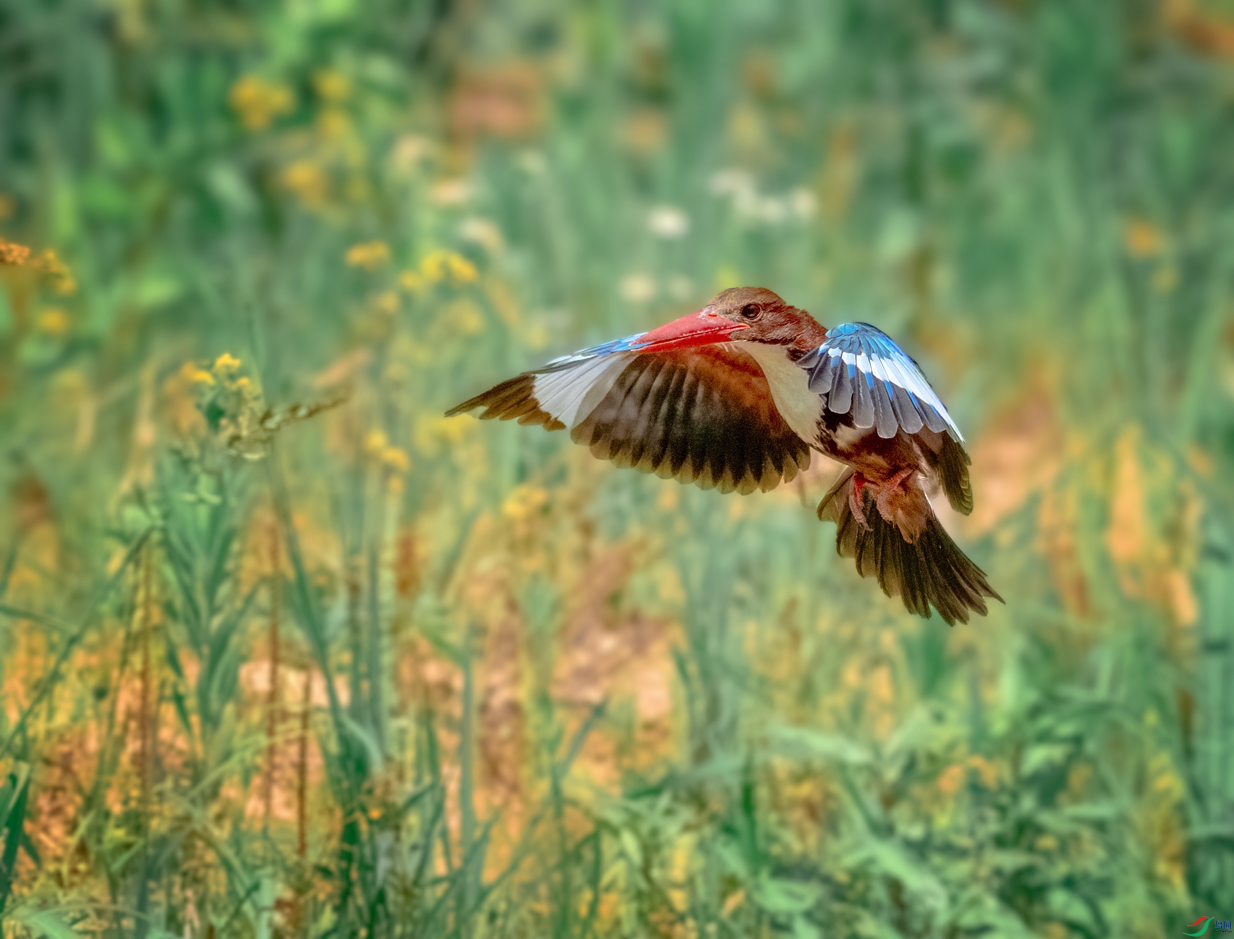 DSC00938_polarr.jpg