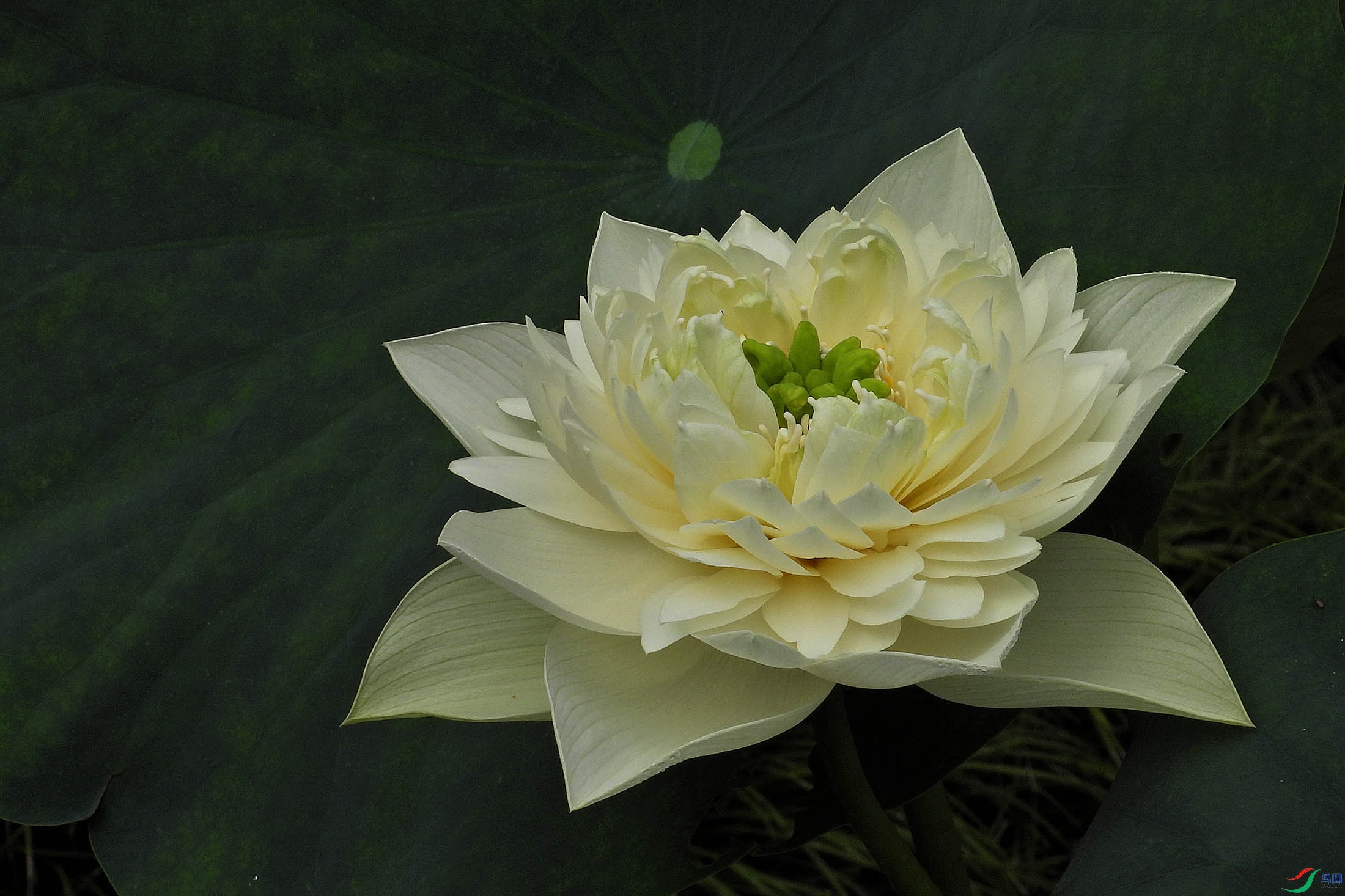 DSCN1496.JPG