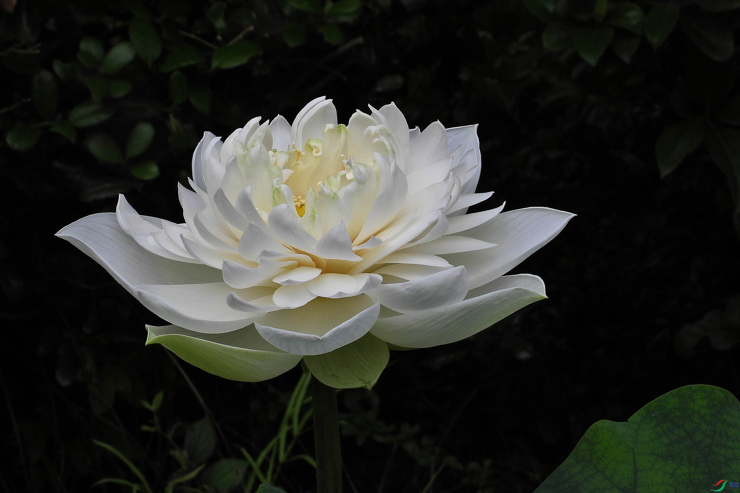 DSCN1575.JPG