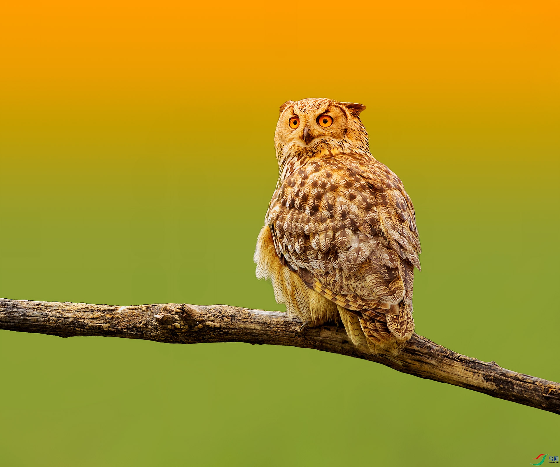 019A9409 ����.jpg