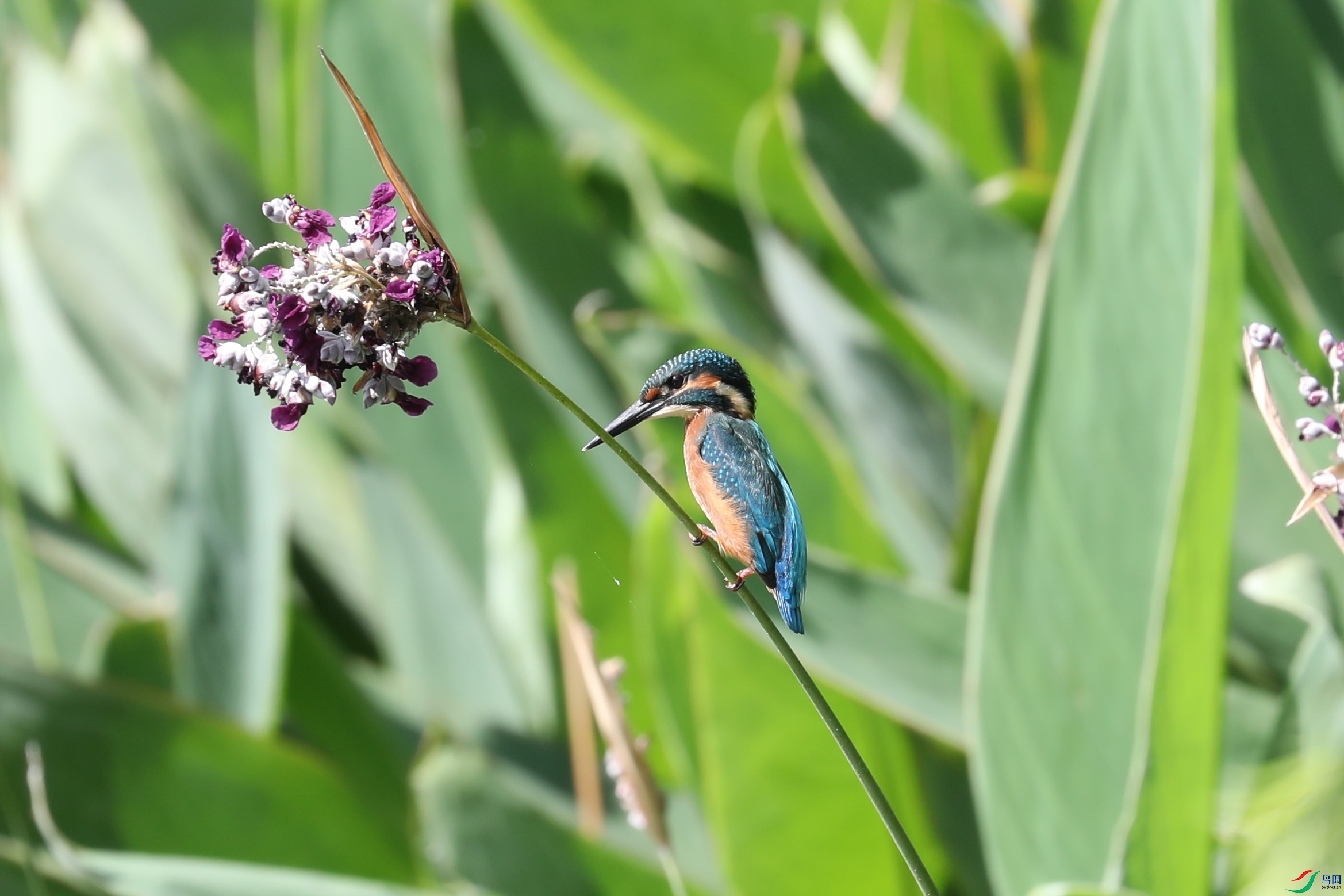 BL7A7516.JPG