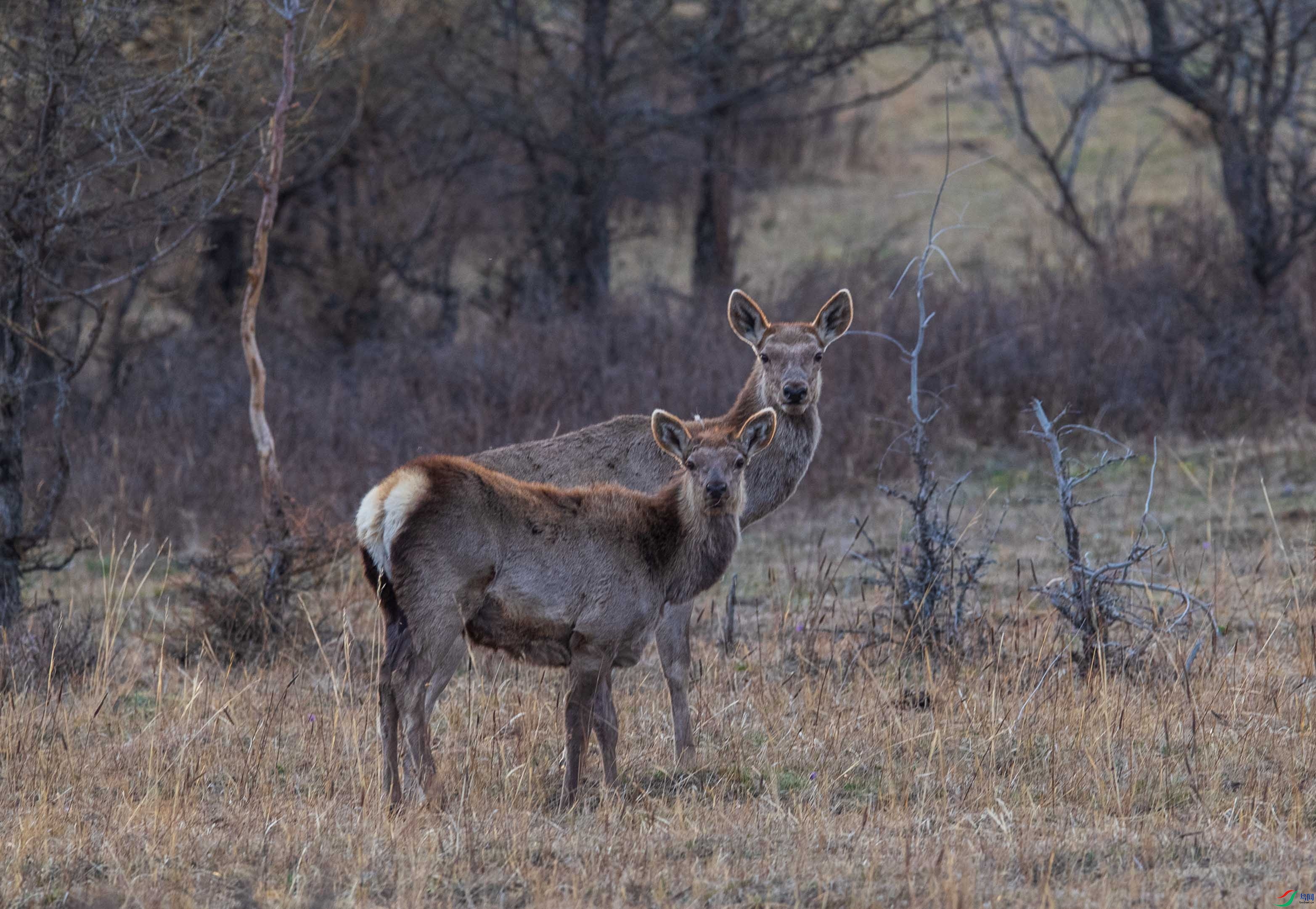 DSC_4866-1.jpg