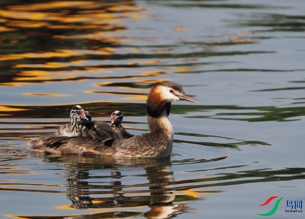 ��ͷ�G��02