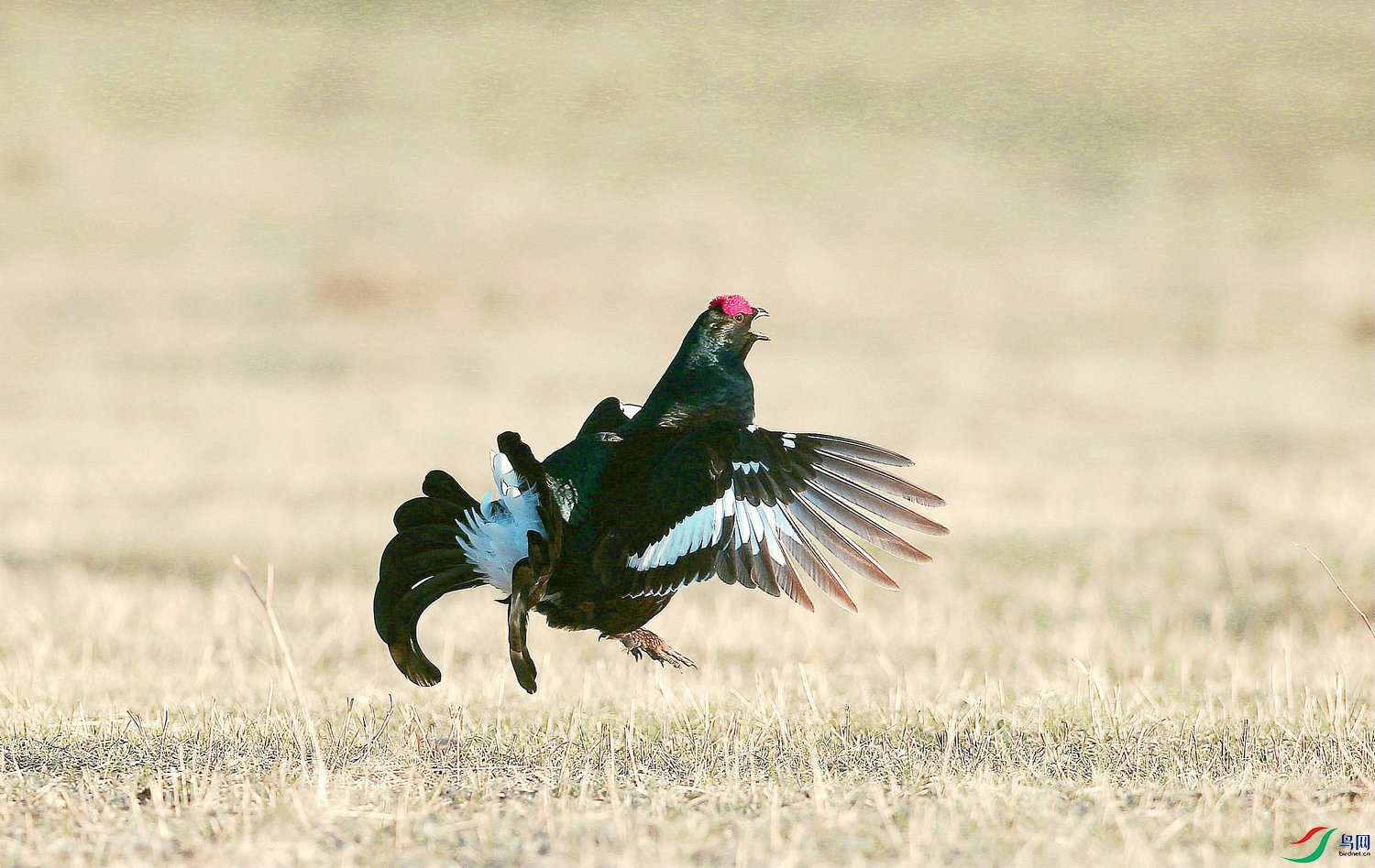 J ��ԭ�е�ս����.jpg