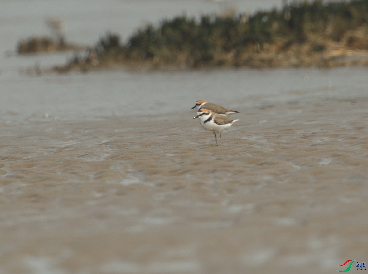 _DSC859 (1) - ����.jpg