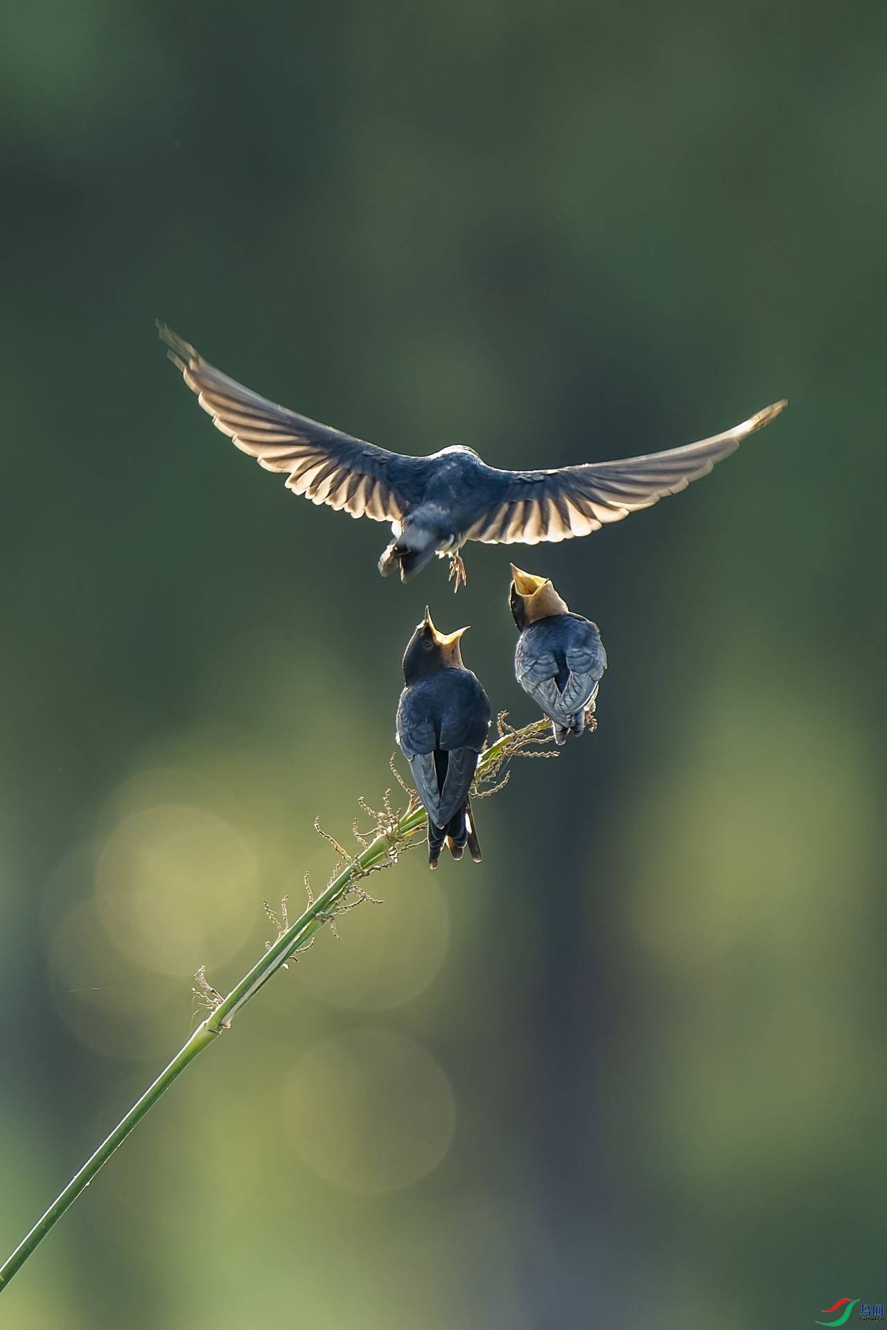 ��ֻ�ȴ�ιʳ�ĳ���