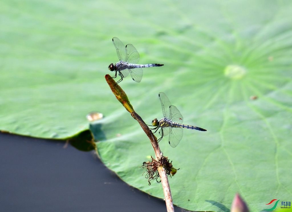 DSC_3087.JPG