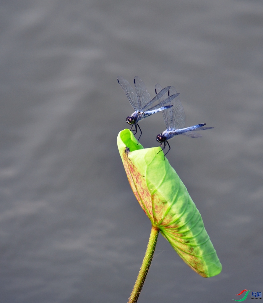 DSC_2992.JPG