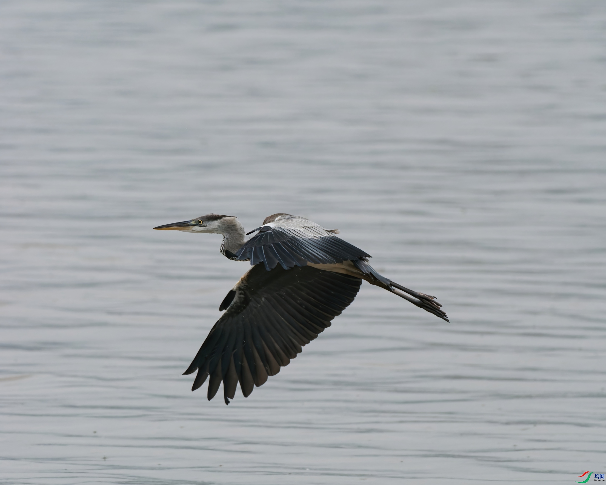 P6260036_DxO-d2.jpg
