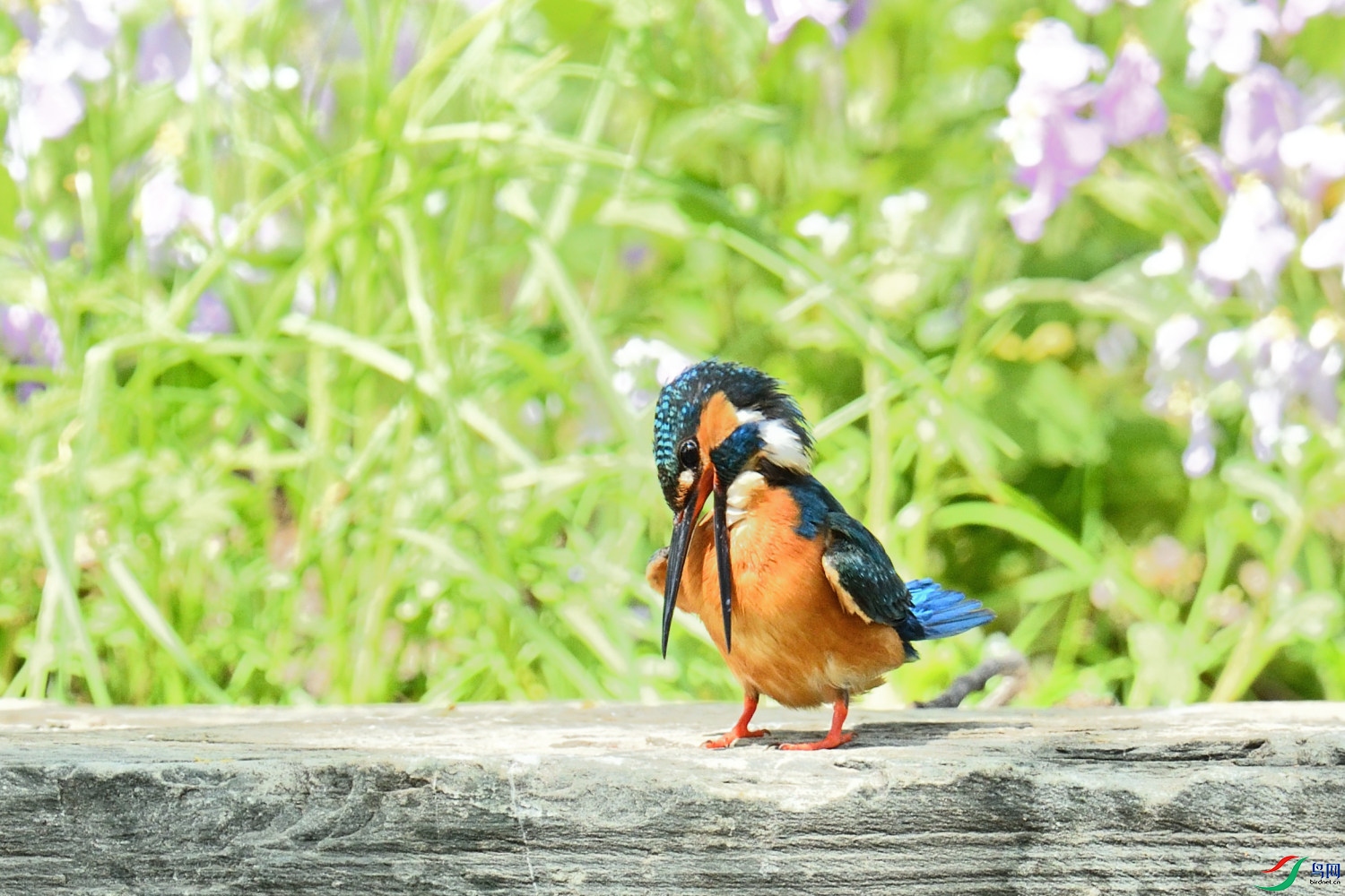 DSC_8224.JPG