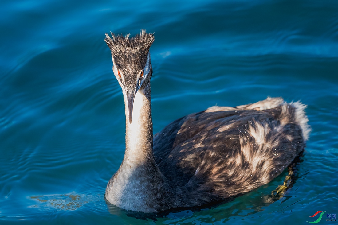 ��ͷ䴙䴘----ʱ�з���