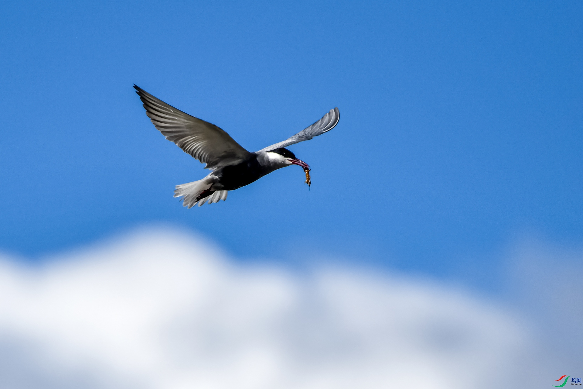 ������Ƽ�