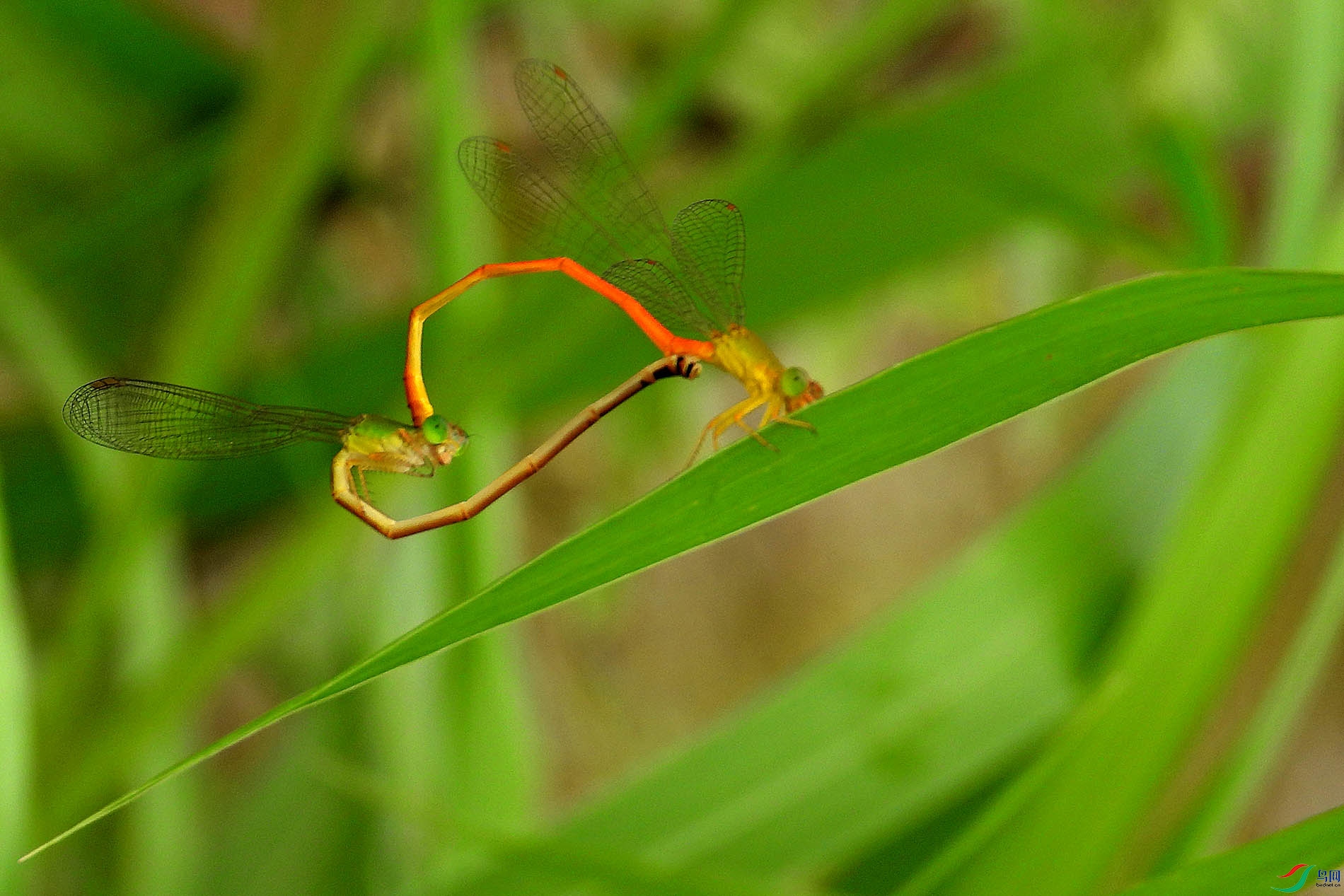 DSCN1062.jpg