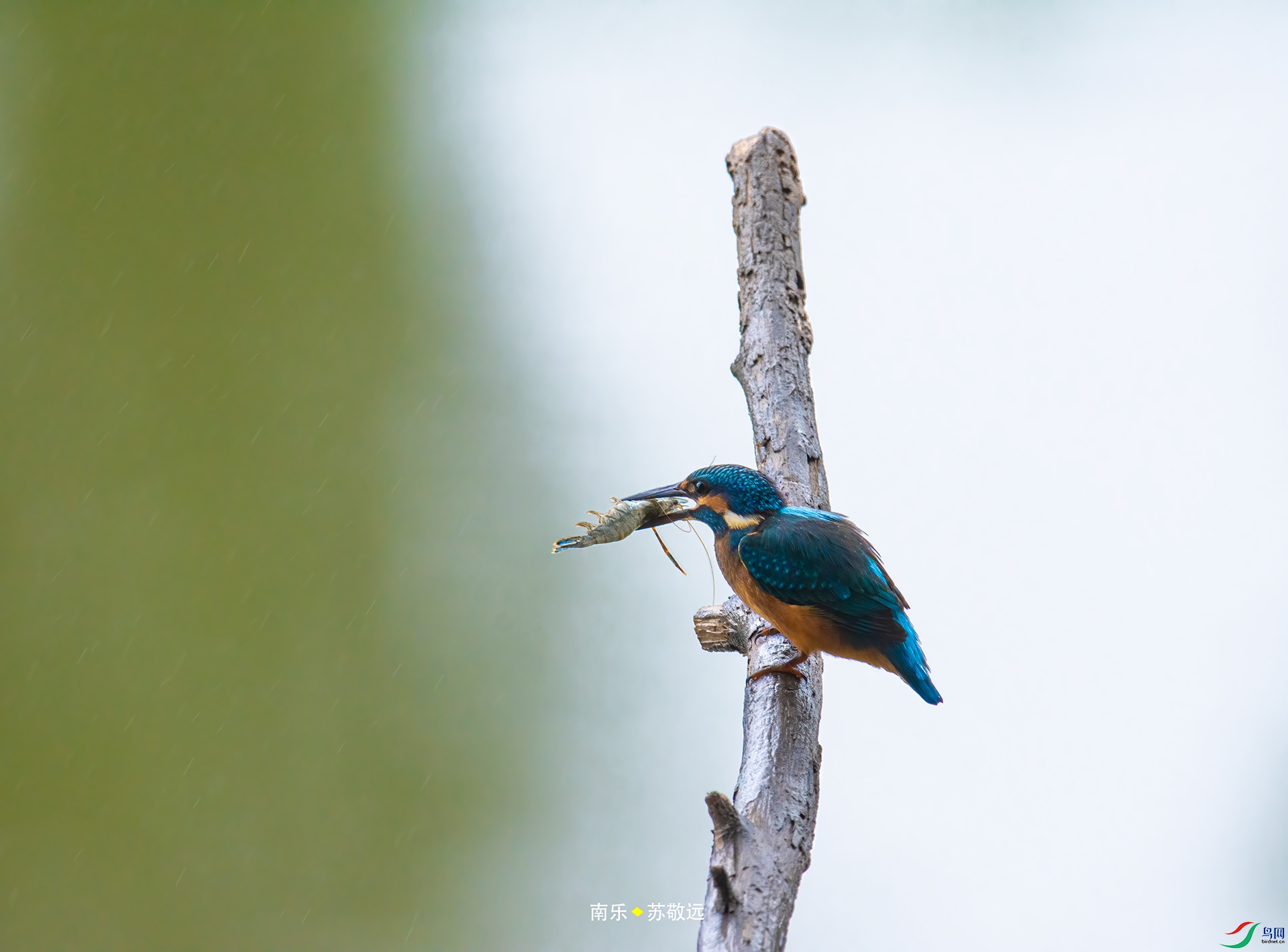 _DSC3043С.jpg