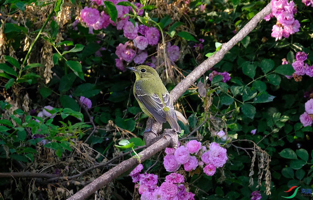 DSCF6874s.jpg