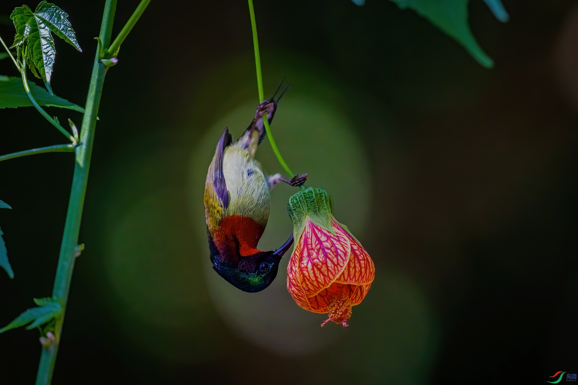 AV2U3071-�༭ ����.jpg