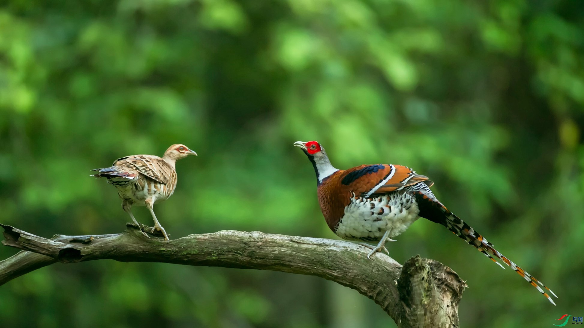 �׾���β��