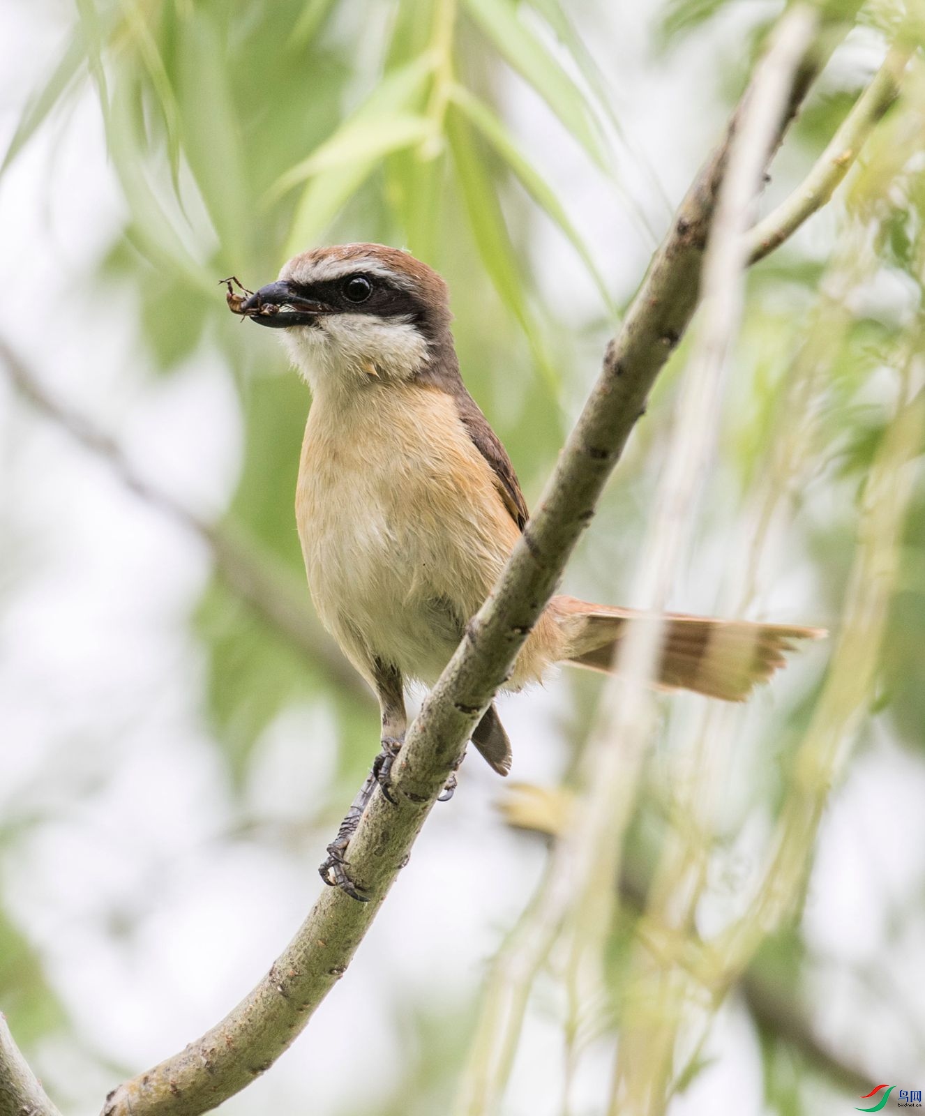 1Q7A6761_��ͼ��.jpg