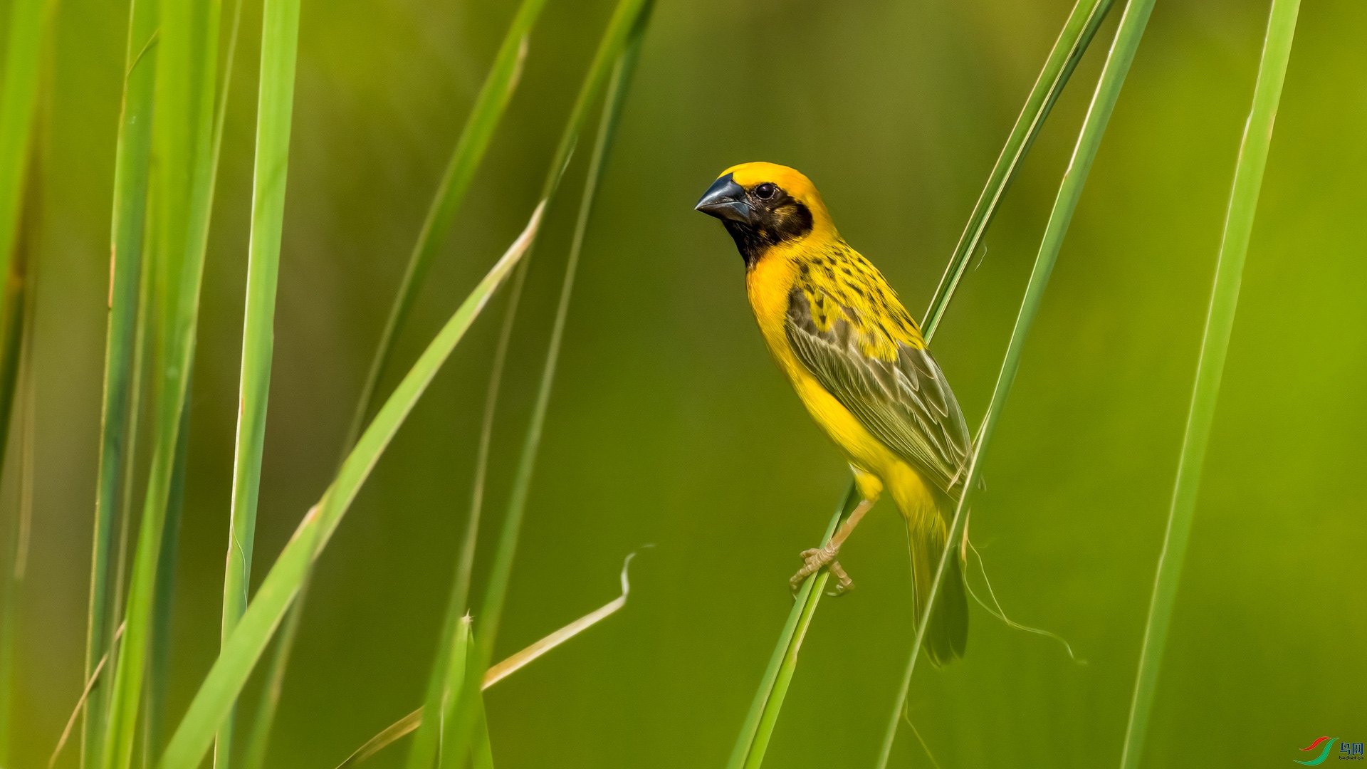 ���޽�ȸ Asian Golden Weaver