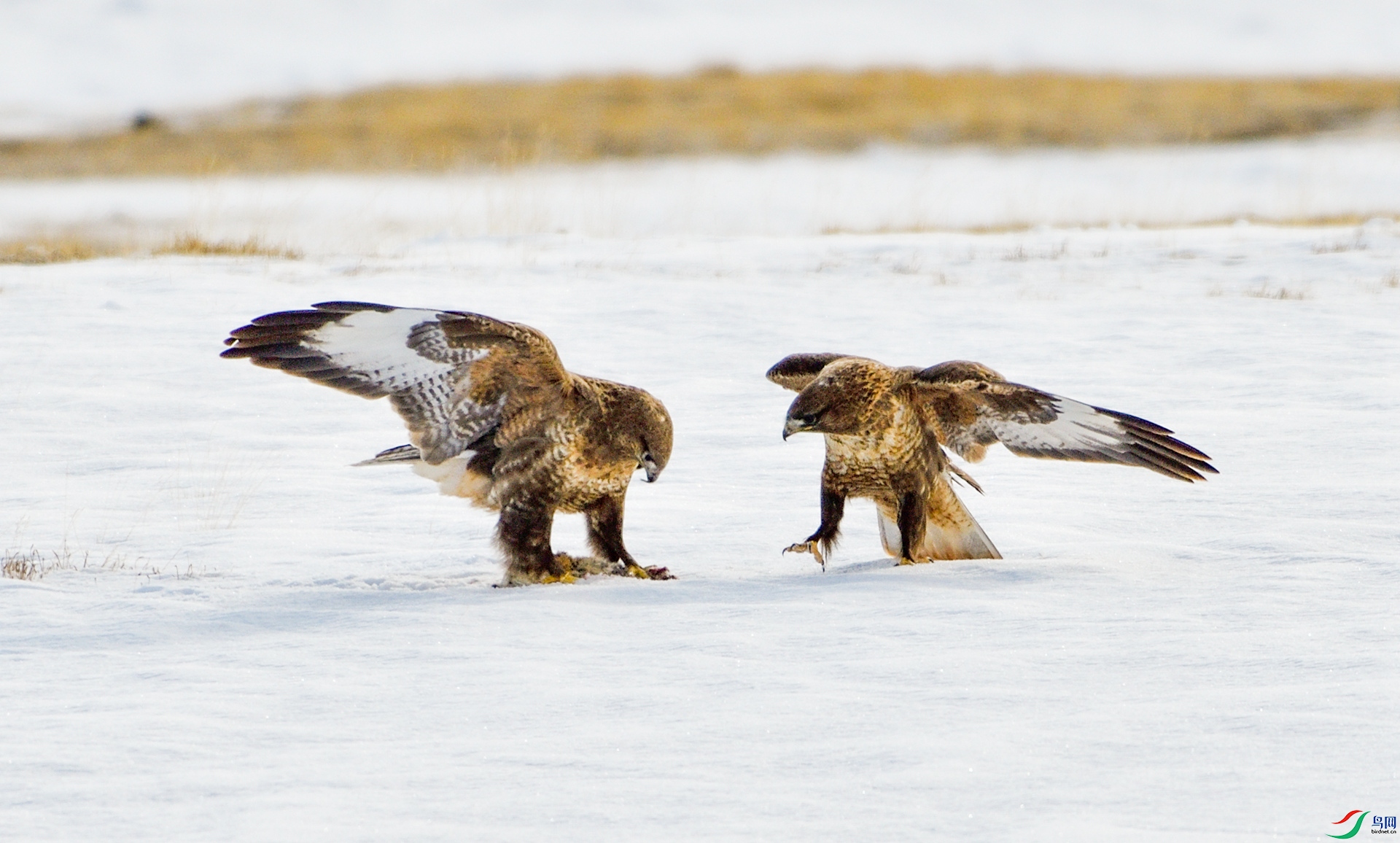 _DSC6095_����.jpg