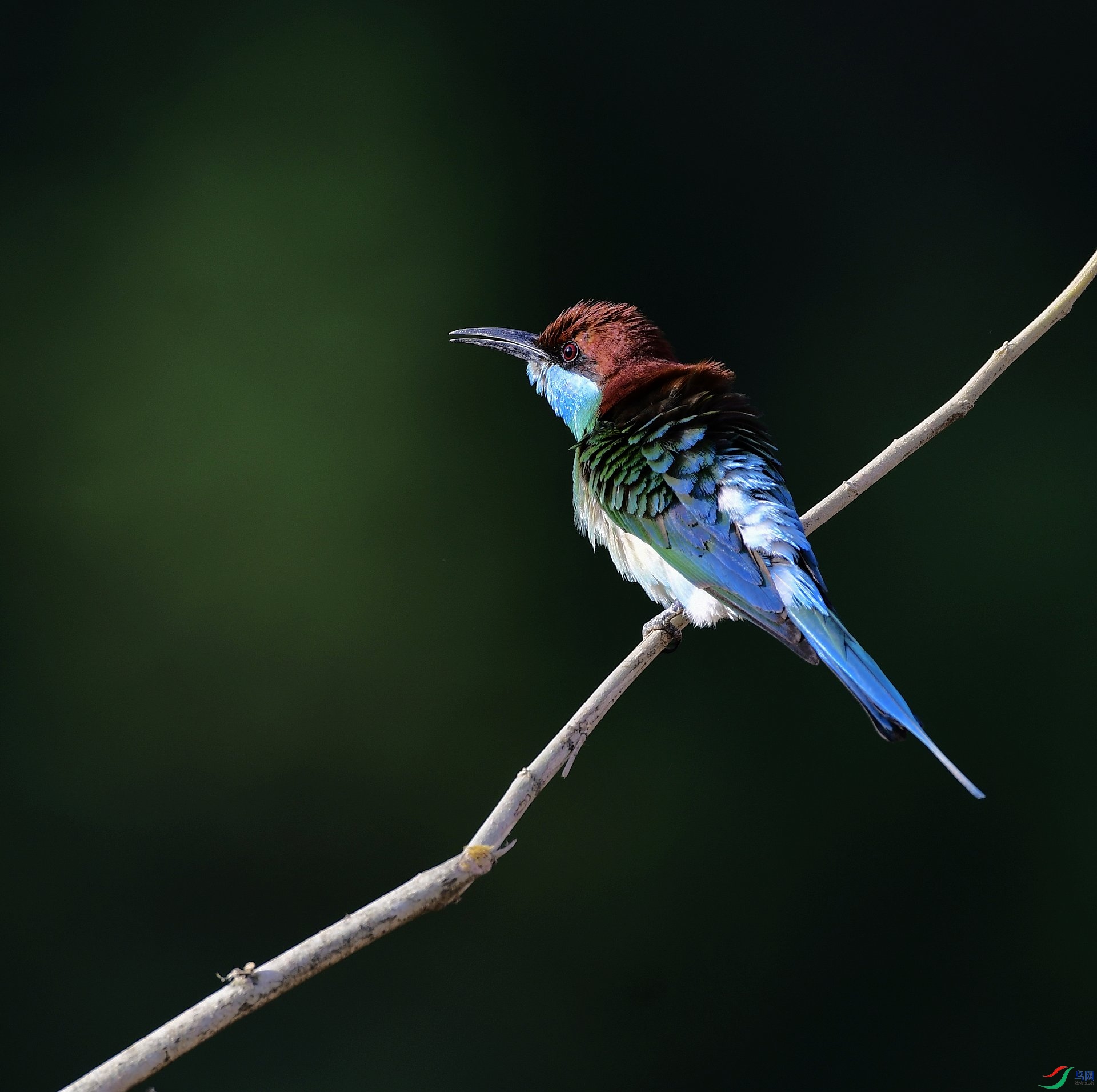 _D5D0417.jpg