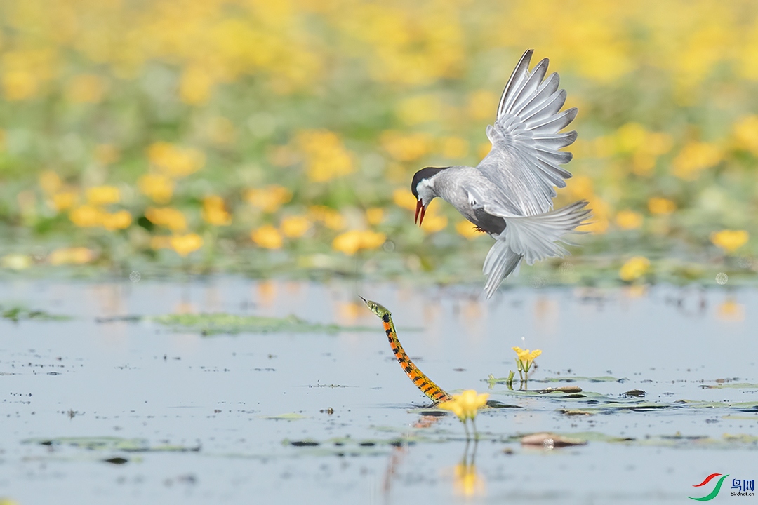 �븡Ÿ��ս������    ������Ӱ.jpg