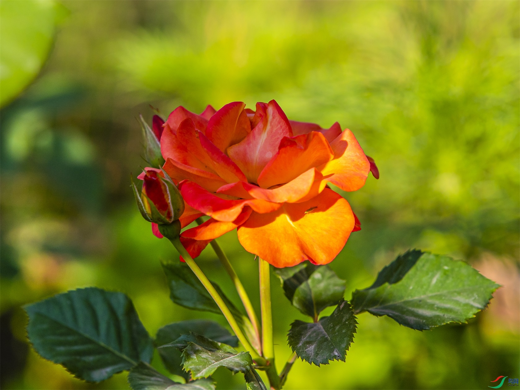 031 ����1.jpg