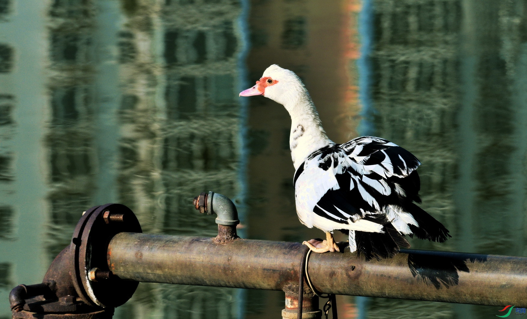 _DSC2066 - ����.jpg