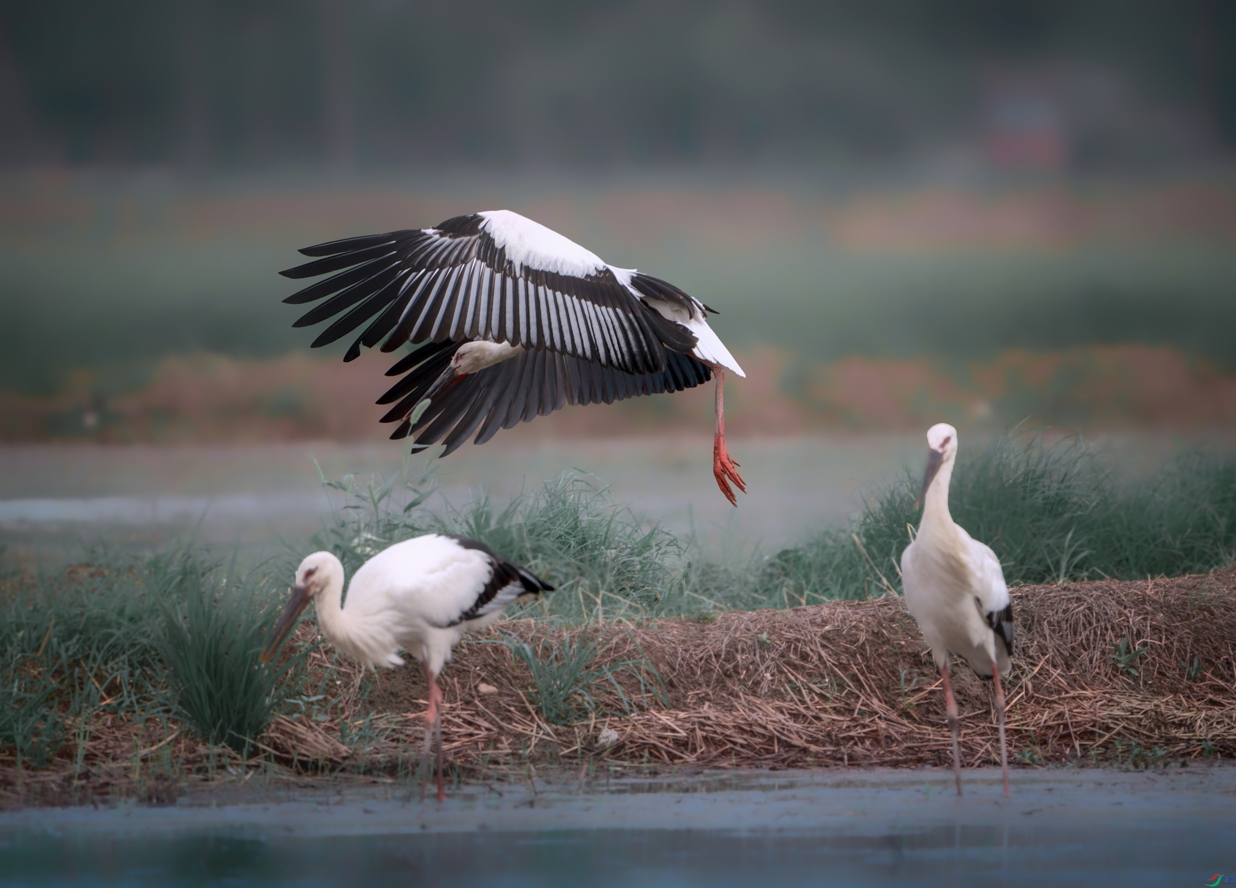 DSC00474a_polarr.jpg