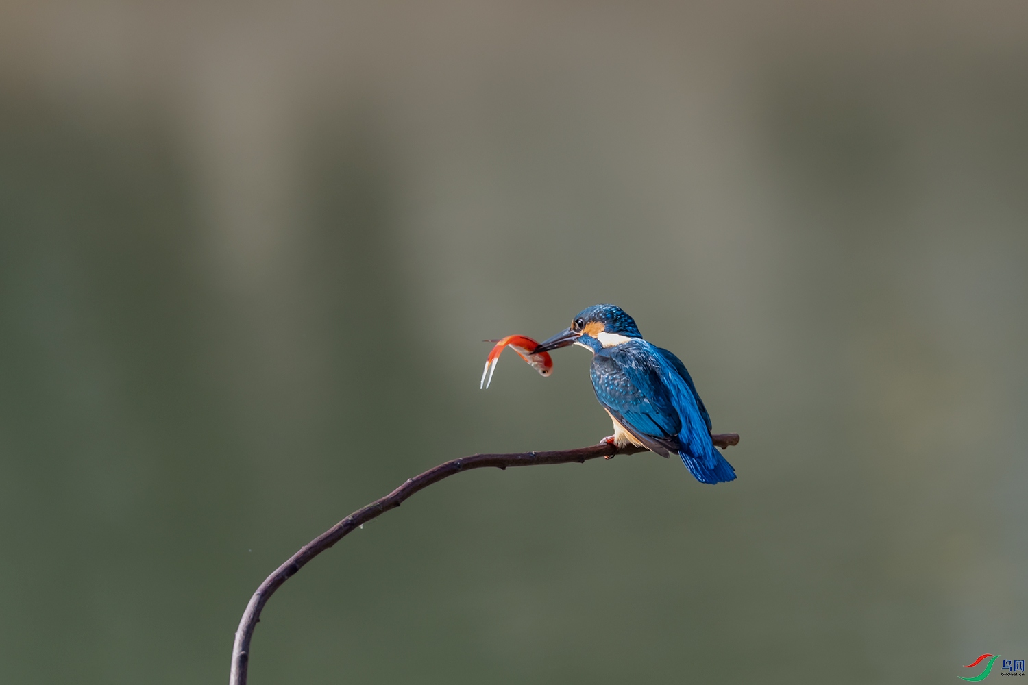 DSC_9100-2.jpg