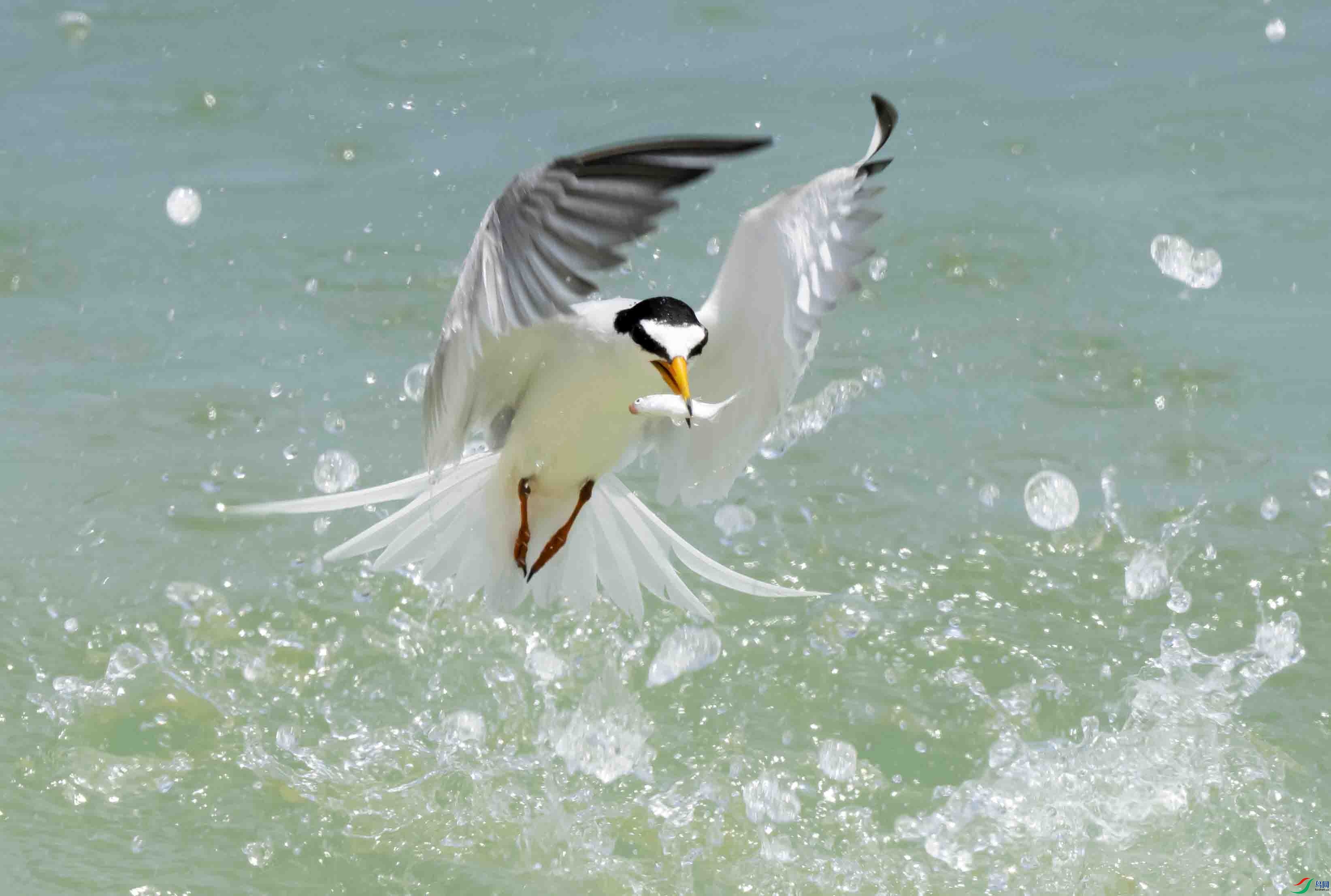 ���߶���