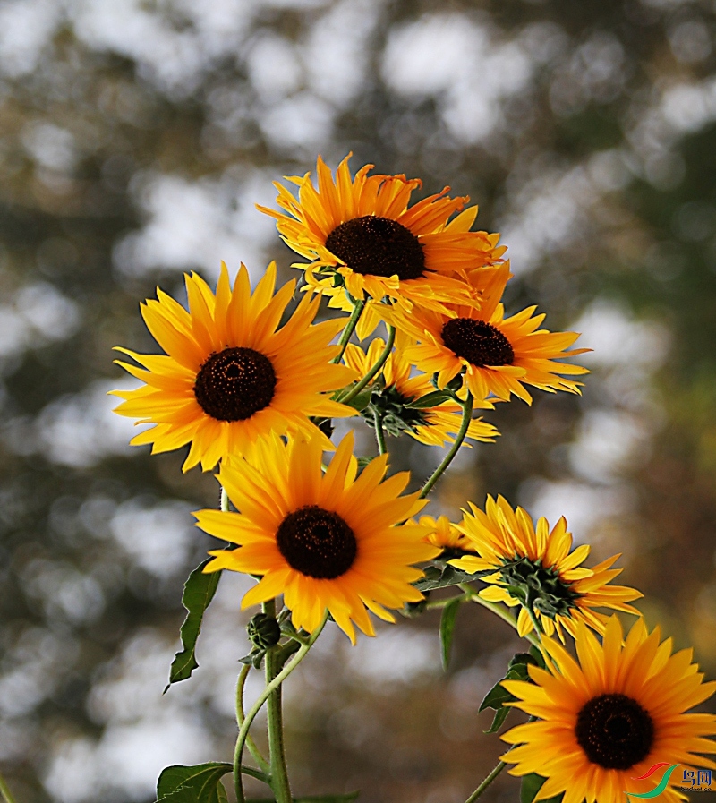 IMG_8921��ͷ���տ� .JPG