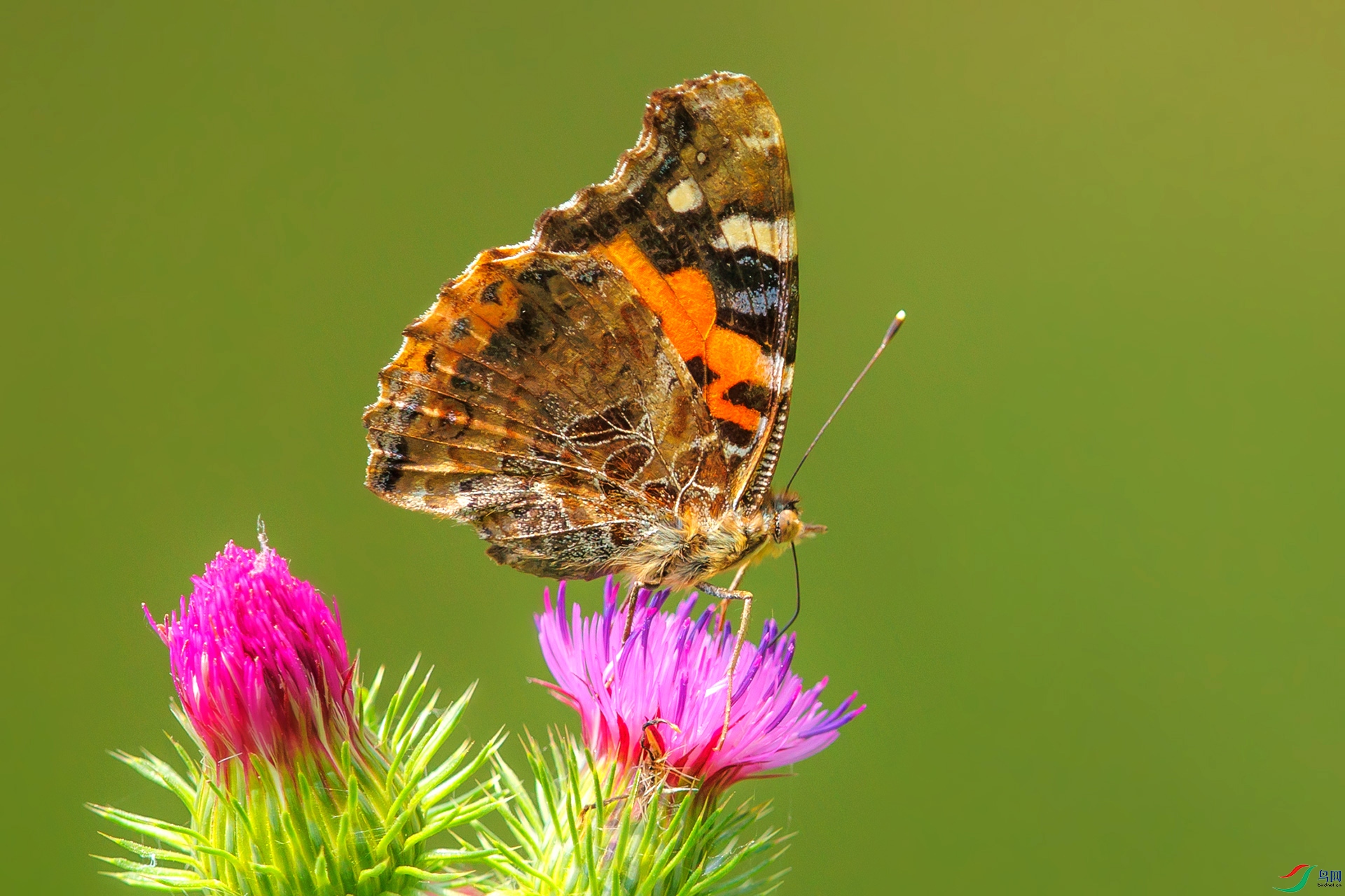 BH8I4703 ���� 2.jpg