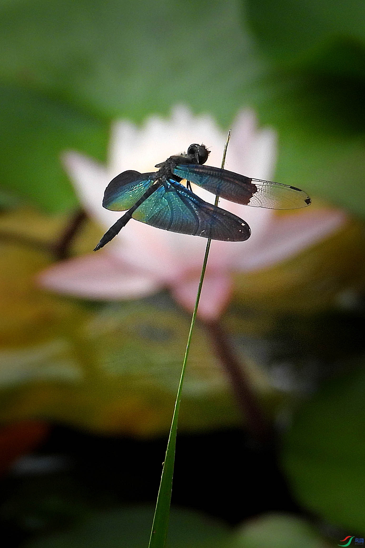 DSCN1688.jpg