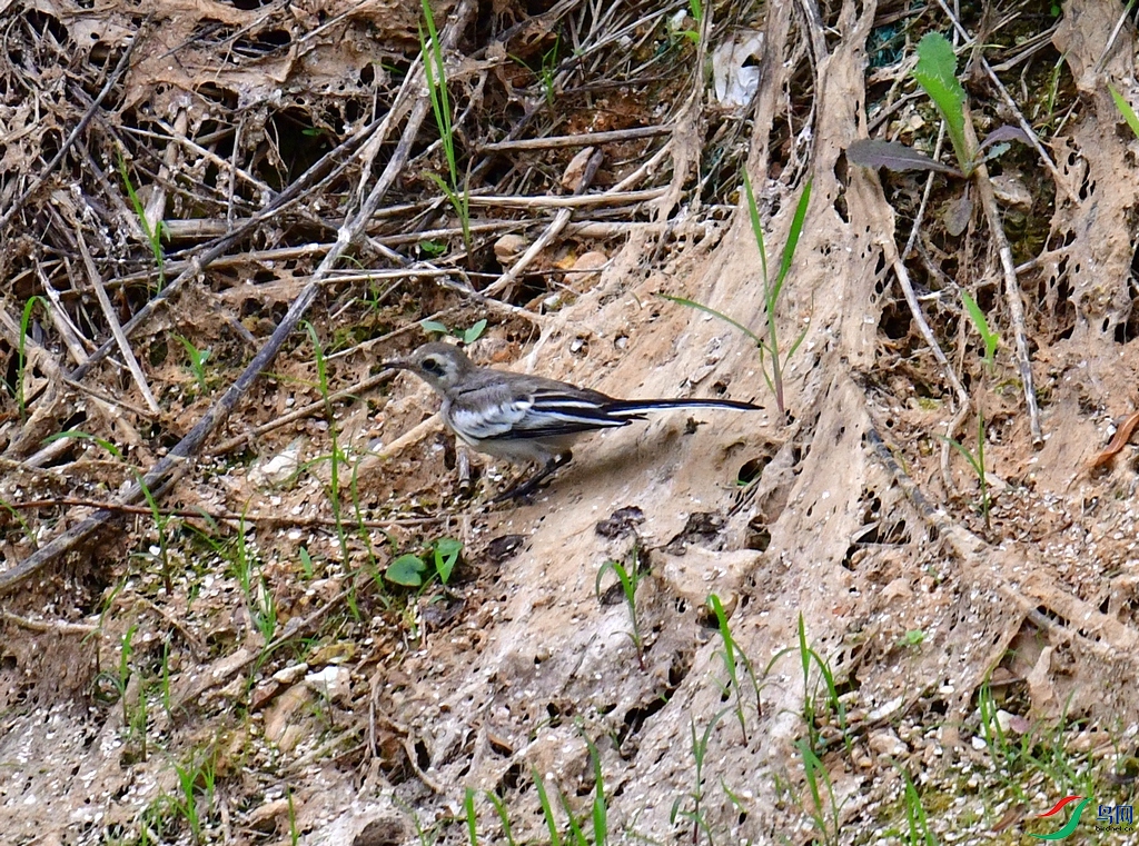 DSC_3482.JPG
