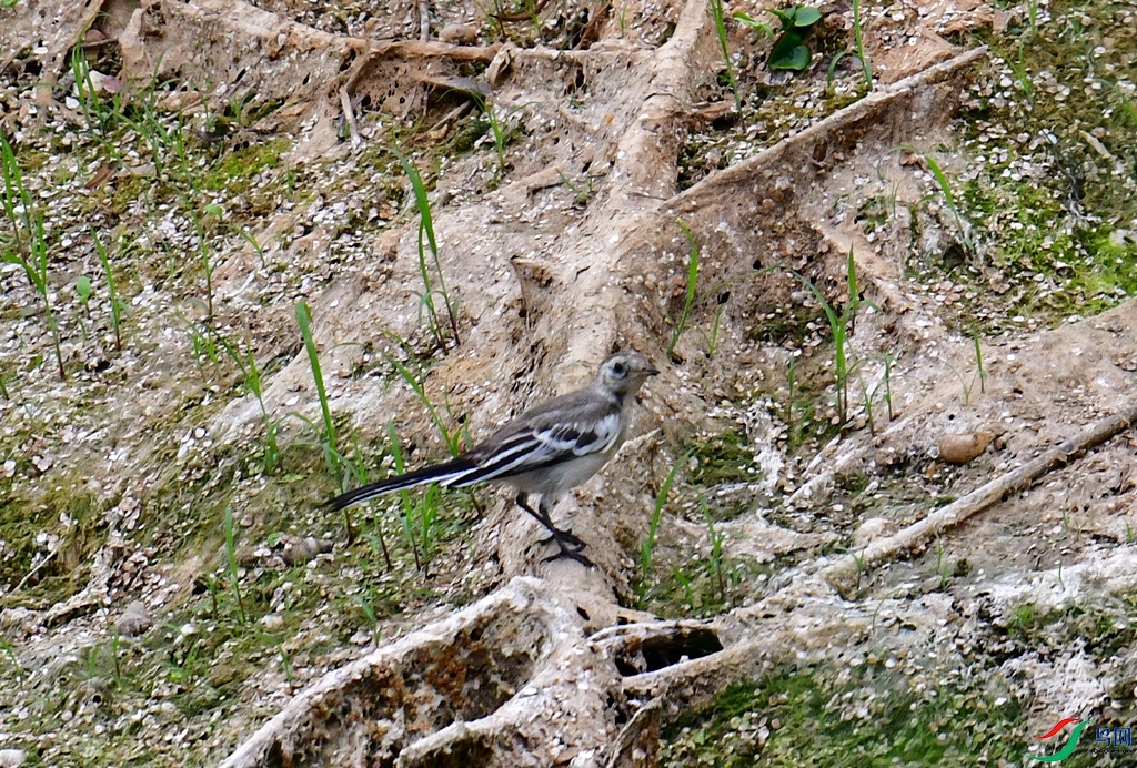 DSC_3469.JPG