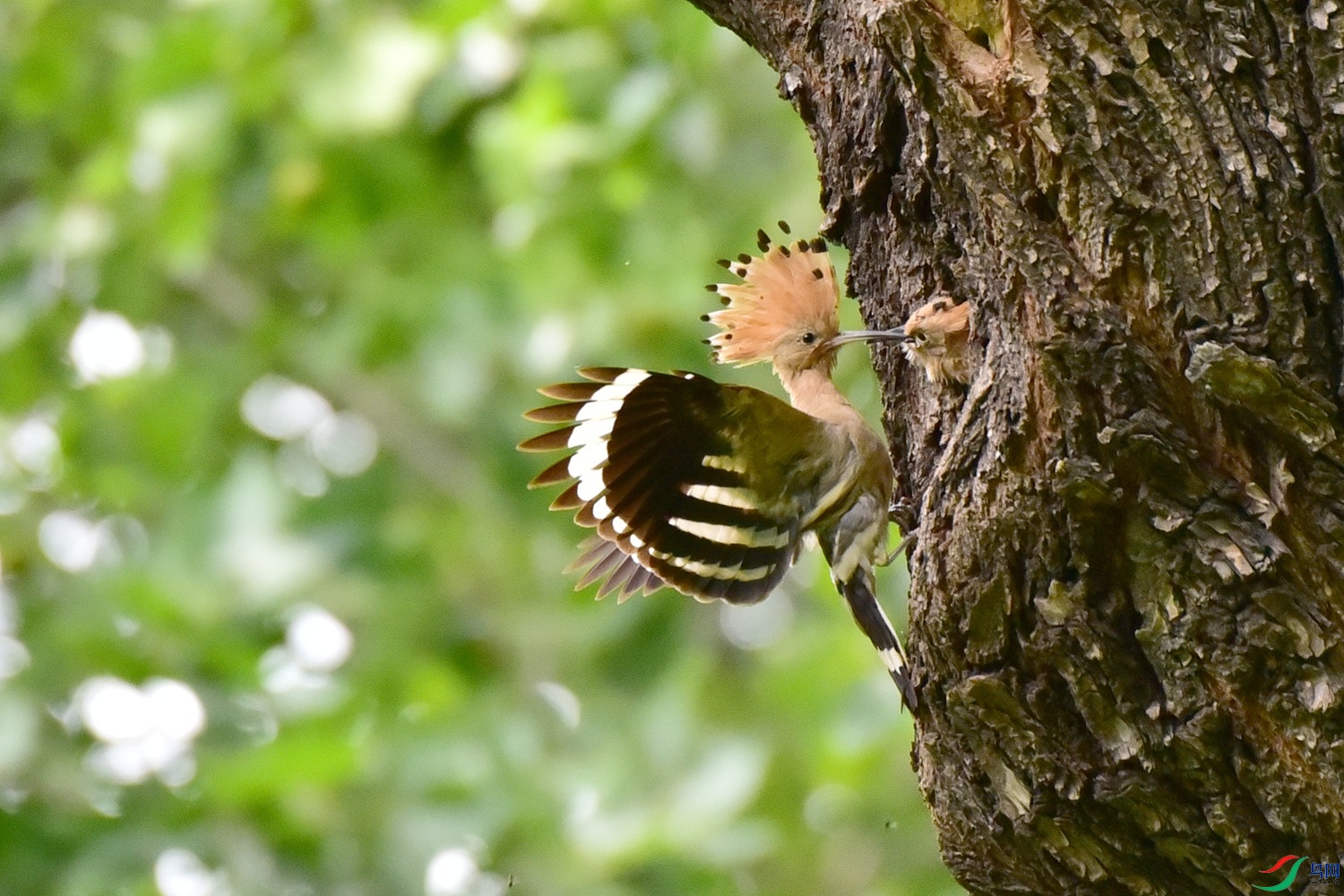 DSC_4422.JPG
