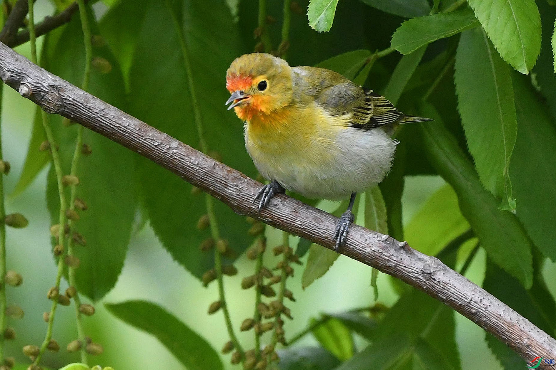 DSC_5780_����.jpg