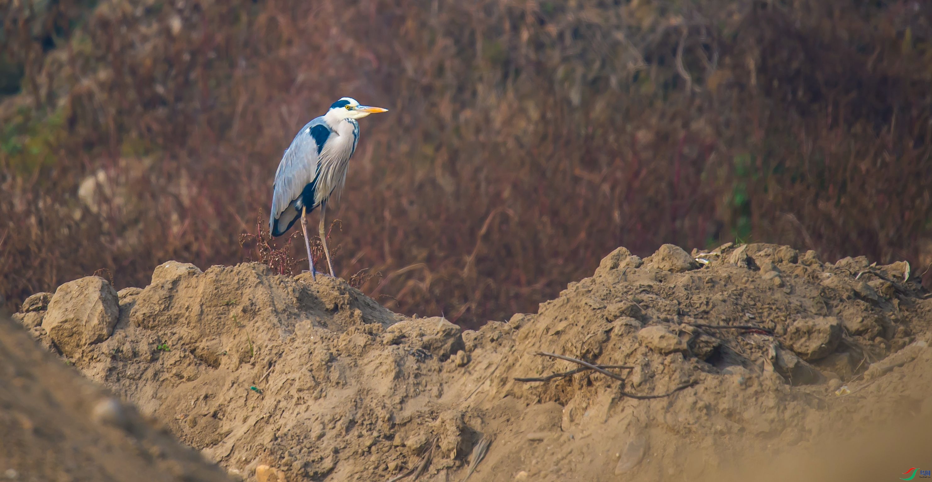 DSC_2888_m.jpg