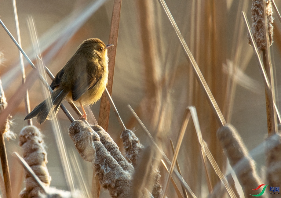 DSC_6476().jpg