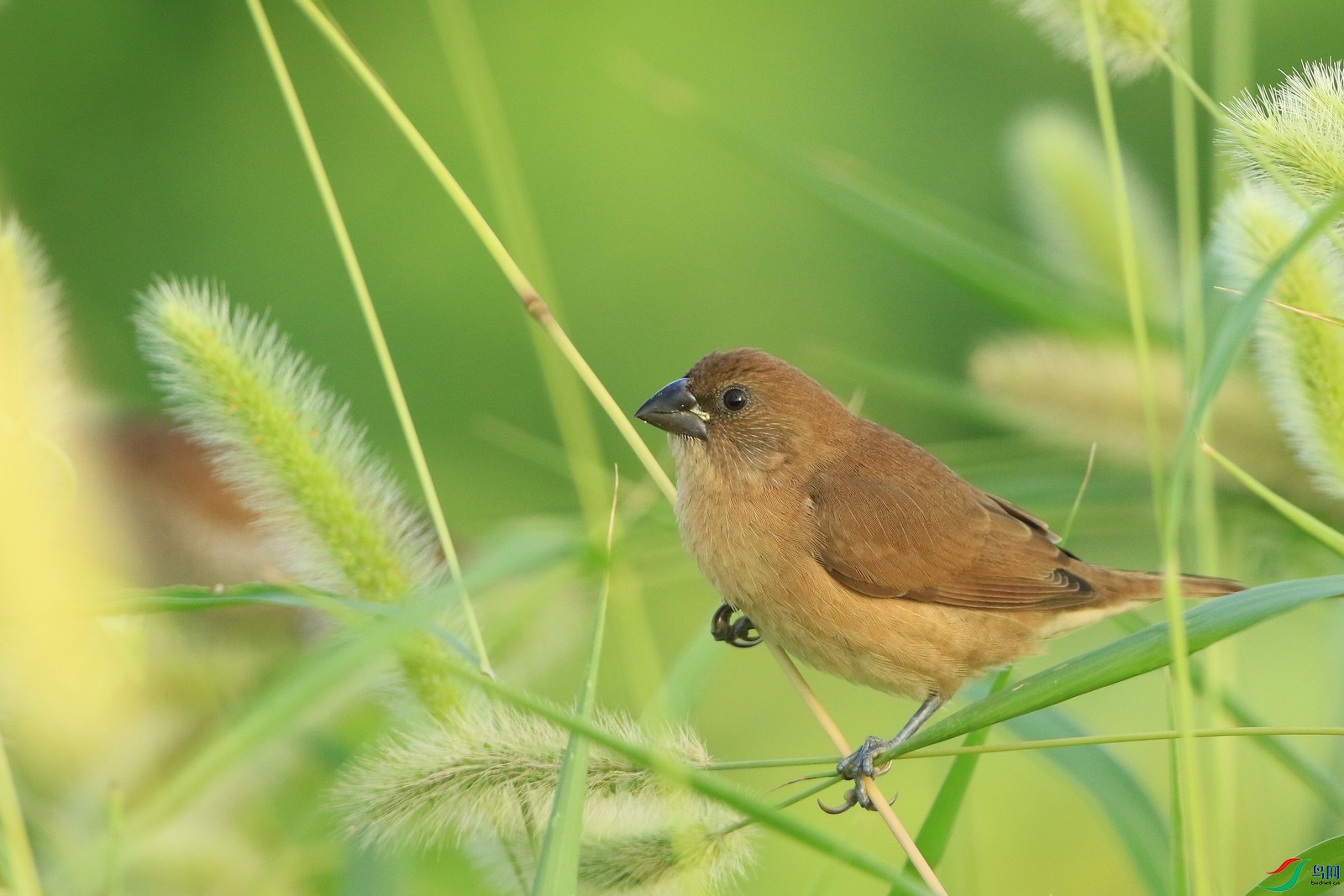 �������� �� 0F4A8581.jpg