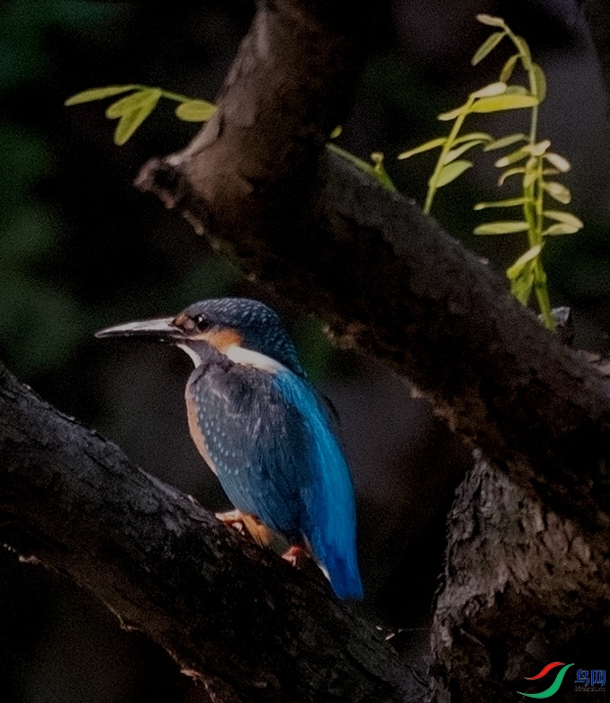 DSC_8182_����.jpg