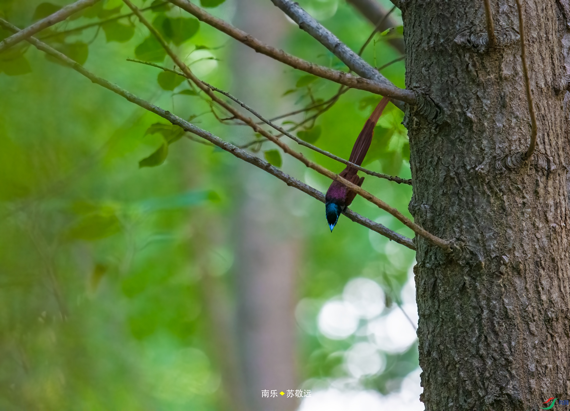 _DSC4175С.jpg