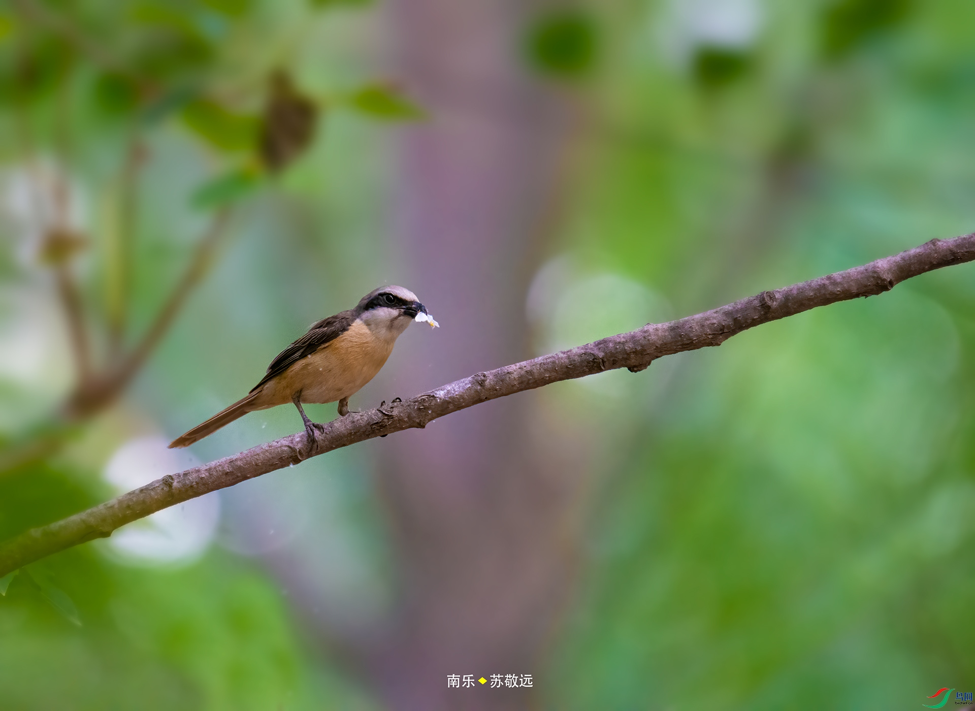 _DSC4184С.jpg