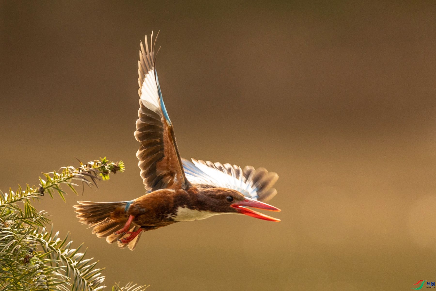 ů����~~~��