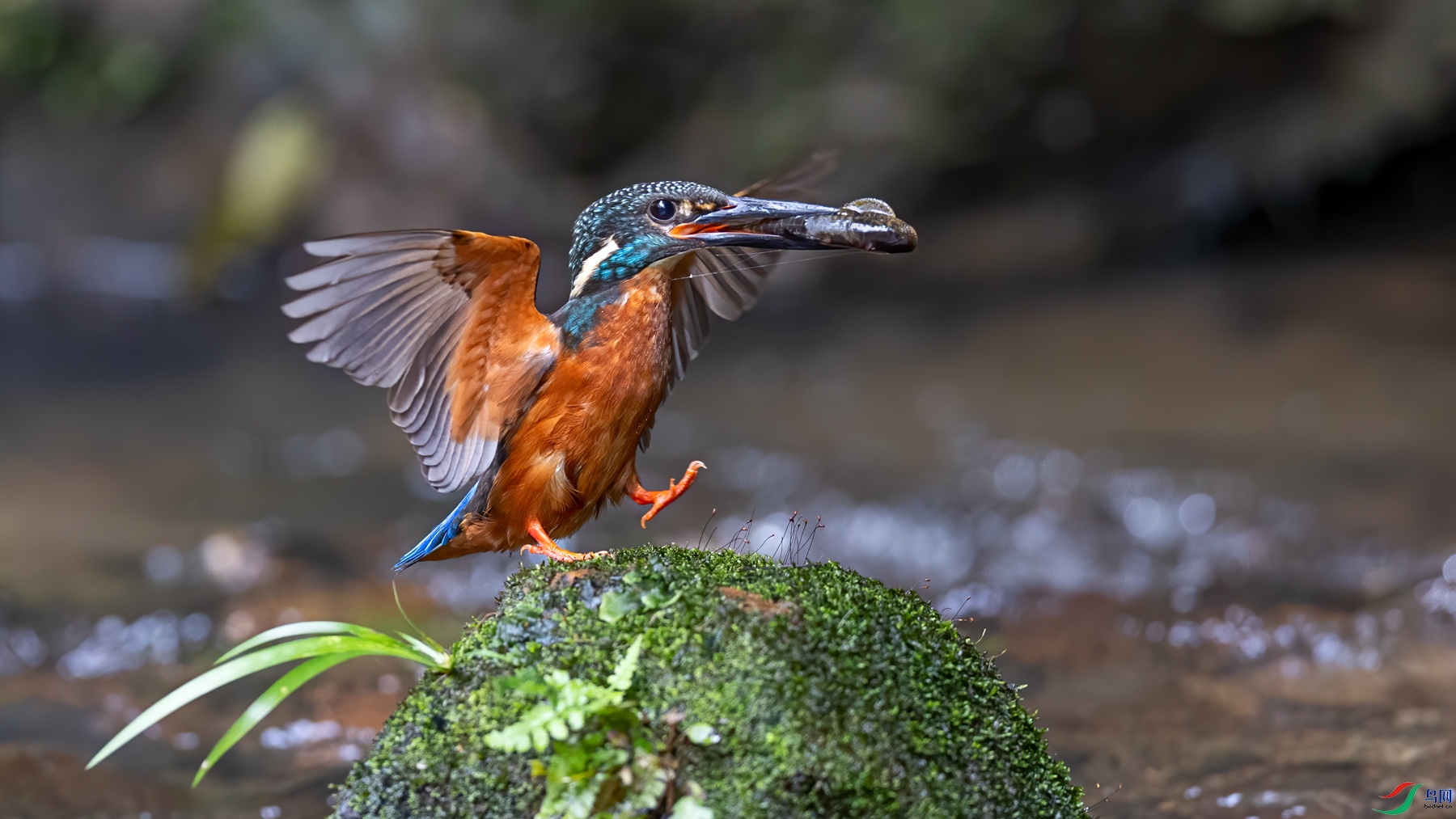 0P8A6244.jpg