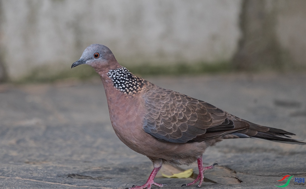 DSC_7262_����.jpg