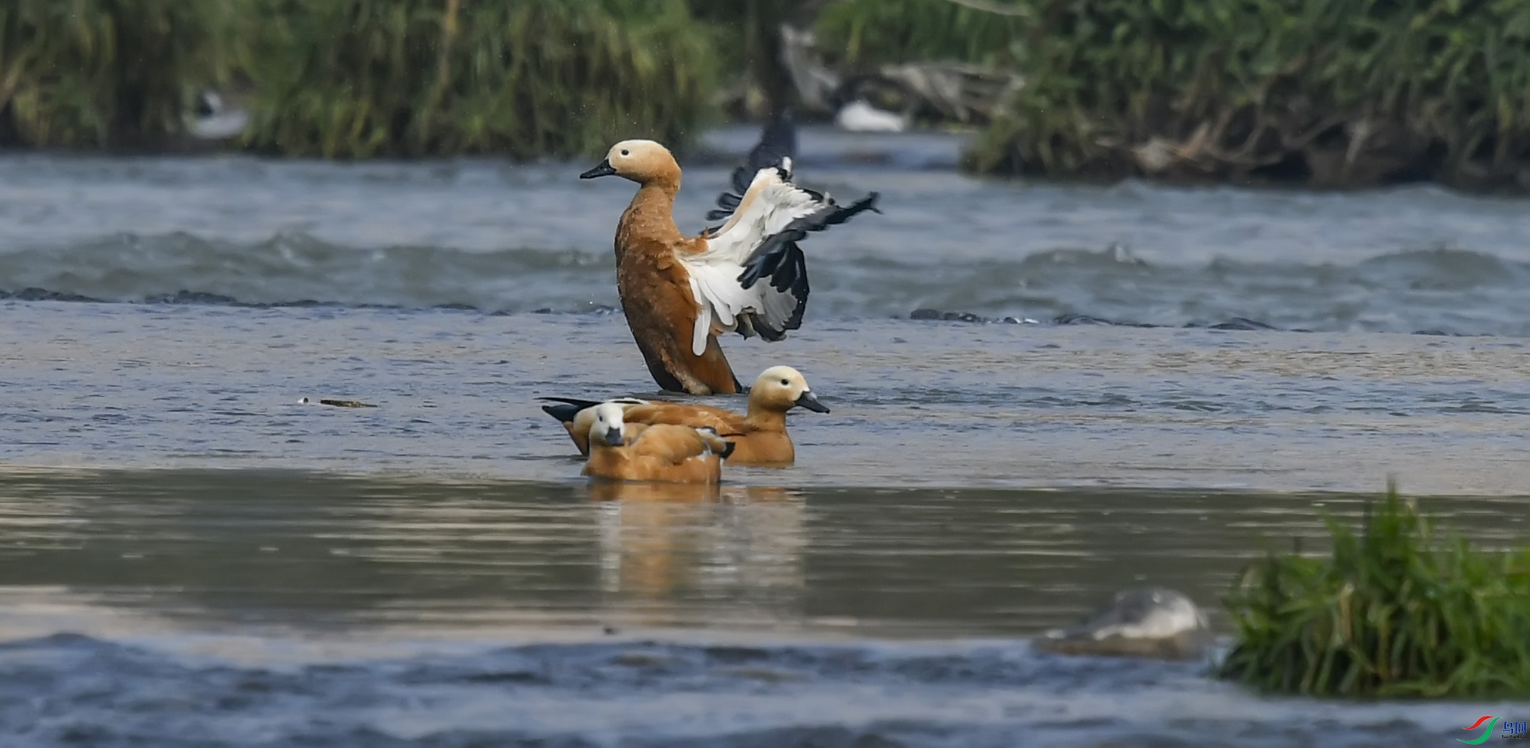 _Y218805.JPG
