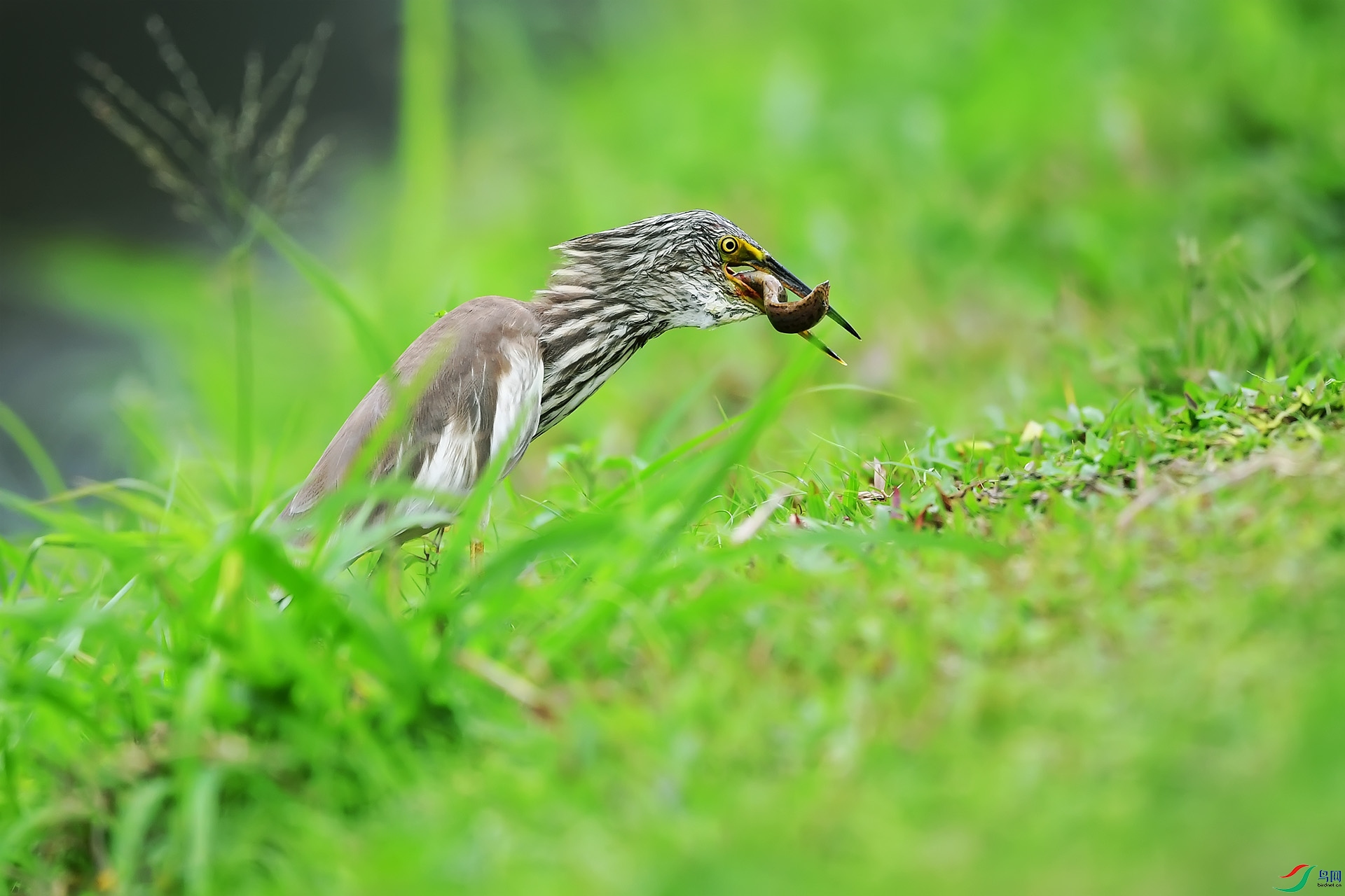 DSC_9864 ����.jpg